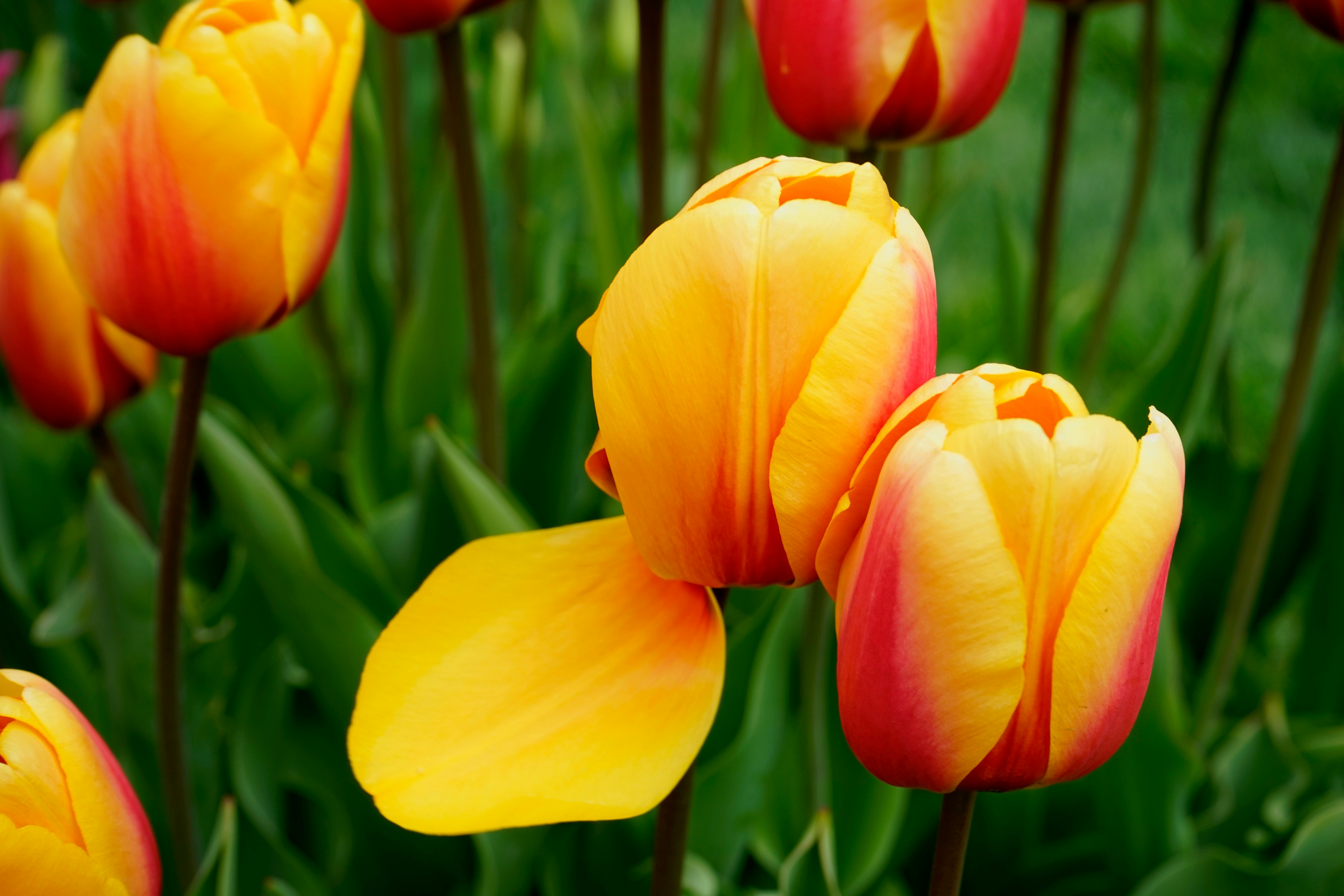 yellow and red tulips in bloom during daytime